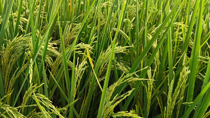 Portrait of a rice plant that is starting to turn yellow and the grain is coming out