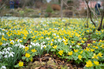 Winter aconite yellow flower with strong green petals. In flower in springtime UK. 