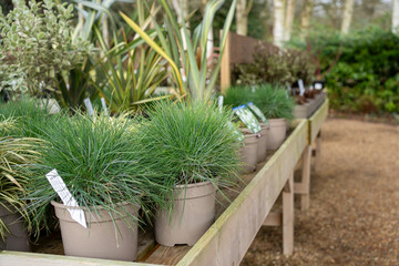 Potted plants for sale at garden centre or plant nursery. Plants with labels, grasses and bulbs. Gardening store.