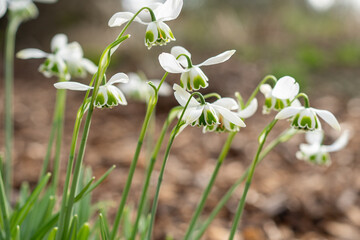 A group of snowdrops flowering in spring. Pretty frills and droopy heads of white and green. Delicate and a sign of hope and promise.