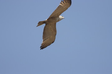 Short-toed Snake Eagle flying in the sky. Beautiful wall mounting picture of bird. wall canvas print. Seasonal greeting card background.