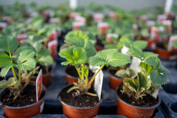 Young tender strawberry plants in the garden centre waiting to be purchased in spring time. For planting out in pots or the garden beds.