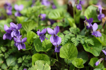 bunch of violets in spring forest