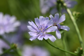 Fototapeta premium chicory flower close-up with green background