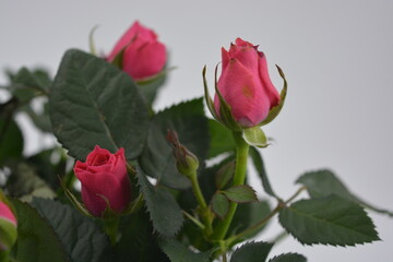 Festive bouquet of flowers, real live seedlings of dark red rose in a brown plastic pot.