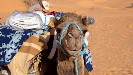 Close up of a dromedary camel (Camelus dromedarius) wearing a blue halter in the Sahara Desert,...