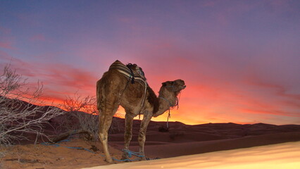 Dromedary camel (Camelus dromedarius) at sunset in the Sahara Desert, outside of Douz, Tunisia - obrazy, fototapety, plakaty