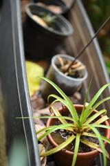 plastic bowl abandoned in a vase with stagnant water inside. close up view. mosquitoes in potential breeding ground.