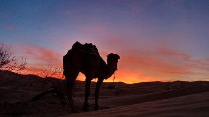 Dromedary camel (Camelus dromedarius) in silhouette at sunset in the Sahara Desert, outside of Douz, Tunisia - obrazy, fototapety, plakaty
