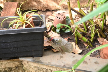 plastic bowl abandoned in a vase with stagnant water inside. close up view. mosquitoes in potential breeding ground.