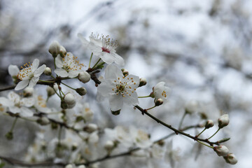 Mirabelle plum blossom in the spring