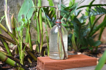 plastic bowl abandoned in a vase with stagnant water inside. close up view. mosquitoes in potential...