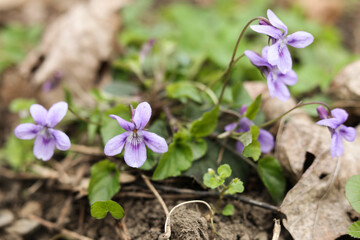 bunch of violets in spring forest