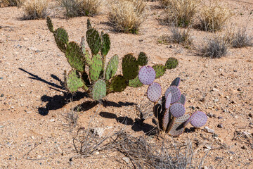 Opuntia chlorotica, prickly pear and other desert plants growing on rocky cliffs in Gila Cliff Dwellings National Monument