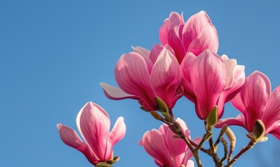 Obraz premium A cluster of pink magnolia blossoms against a clear blue sky