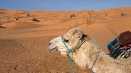 Close up of a dromedary camel (Camelus dromedarius) wearing a blue halter in the Sahara Desert,...