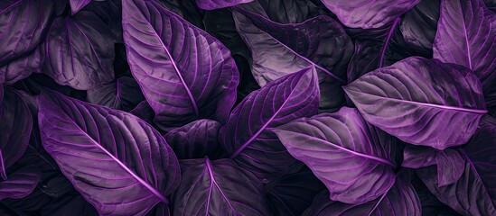 Purple leaves background for wallpaper or backdrop