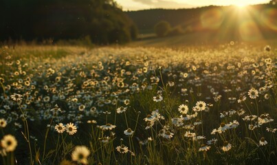 Fototapeta premium Chamomile field at golden hour, spring nature background