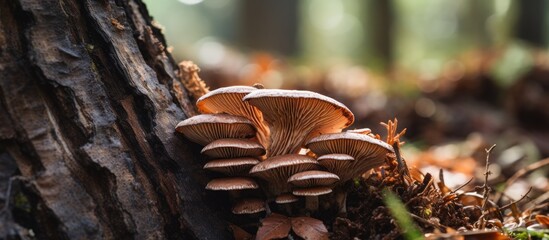 Brown mushrooms on tree stump close up