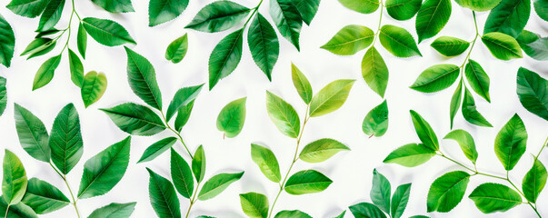 Detailed view of green leaves with intricate patterns and textures against a plain white backdrop. Background for cosmetics. Healthy lifestyle. Vegetarianism. Banner. Copy space