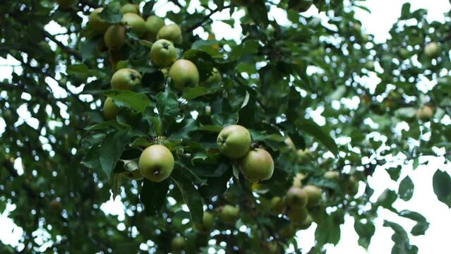 Unripe apples on a green tree in a summer orchard.
