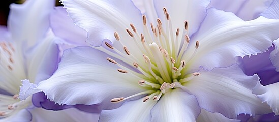 Close up of a white flower with purple petals - Powered by Adobe
