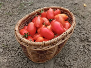 Fresh tomatoes in the basket