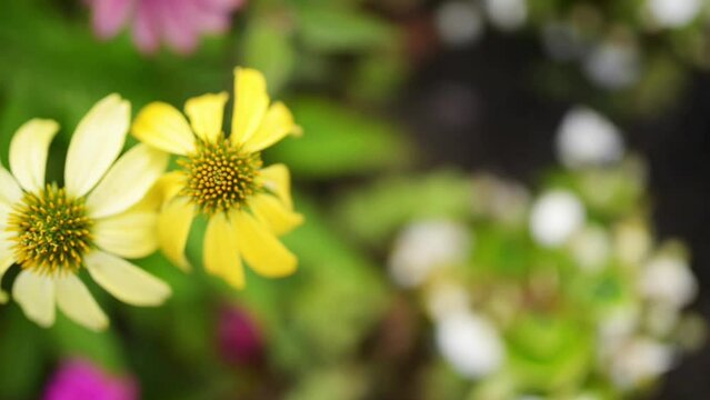 Echinacea paradoxa (Yellow Coneflower)