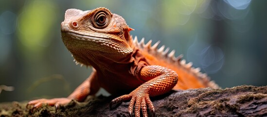 A lizard perched on a tree branch