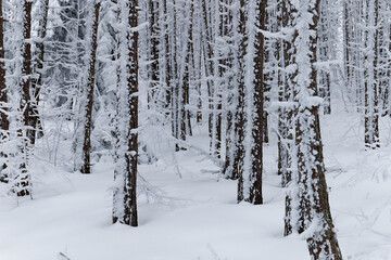 Fototapeta premium View of frozen trees in the forest. Mountain landscape on a winter day.