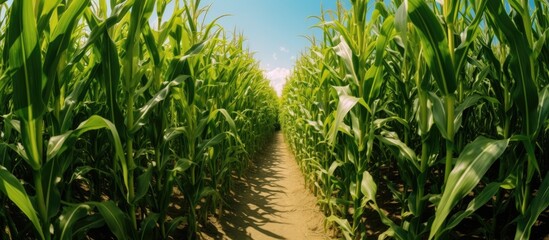 Path winding through a lush cornfield