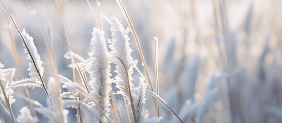 Grass with frost in Ohio winter close-up - obrazy, fototapety, plakaty