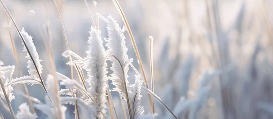 Fotobehang Grass with frost in Ohio winter close-up © Ilgun