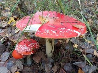 Fly agaric mushrooms in grass
