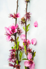 Twigs with peach blossom on a white background