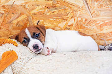 small Jack Russell terrier puppy lies on a soft toy