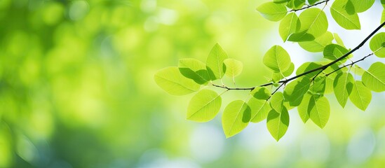 Fototapeta na wymiar Bright green leaves on a tree branch under sunlight