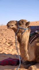 Close up of a dromedary camel (Camelus dromedarius) making a funny face in the Sahara Desert, outside of Douz, Tunisia