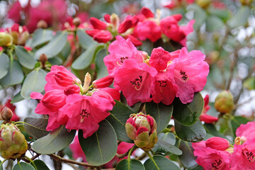 Tall pink hybrid Rhododendron ÔRosalindÕ in flower