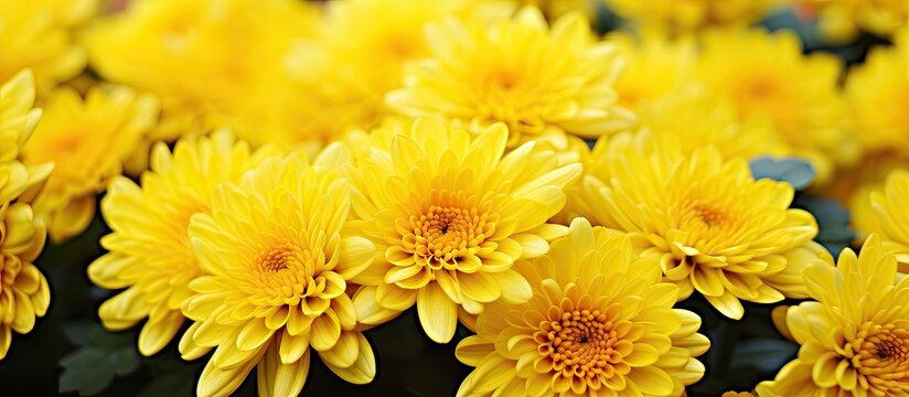 Yellow flowers bloom abundantly in a garden