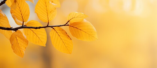 Autumn leaves close-up shot shows vibrant yellow hues