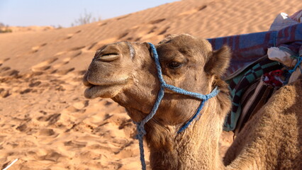 Close up of a dromedary camel (Camelus dromedarius) wearing a blue halter in the Sahara Desert, outside of Douz, Tunisia