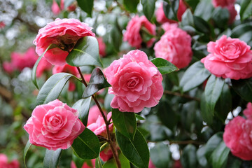 Bright pink double Camellia japonica 'Pink Dawn' in flower,