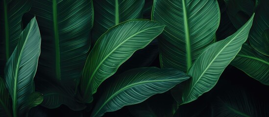 Green plant with large leaves