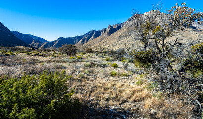 Fototapeta na wymiar Drought-resistant shrub and herbaceous vegetation with cacti in a dry valley in Guadalupe Mountains National Park