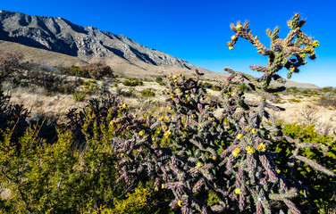 Tree cholla (Cylindropuntia imbricata) fruit, Guadalupe Mountains National Park, Texas