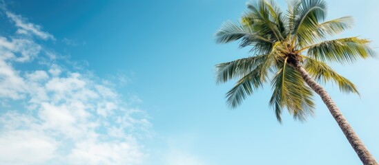 Palm tree against a blue sky with fluffy white clouds