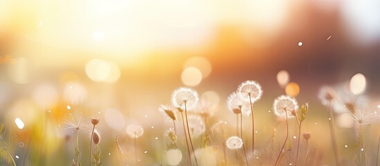 Dandelions in grass with sunlight