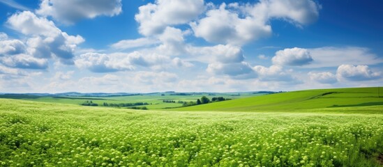Fototapeta premium Green field with wildflowers and cloudy sky