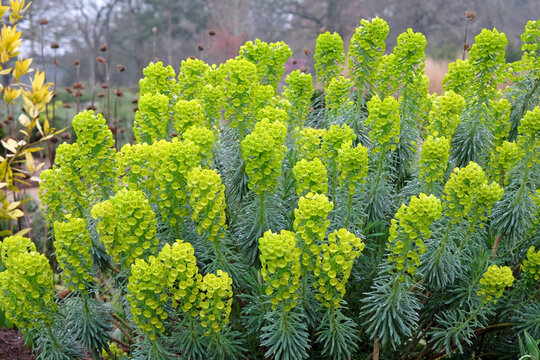 Green Euphorbia characias, the Mediterranean spurge or Albanian spurge in flower.